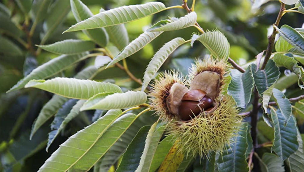 Chestnut fruit