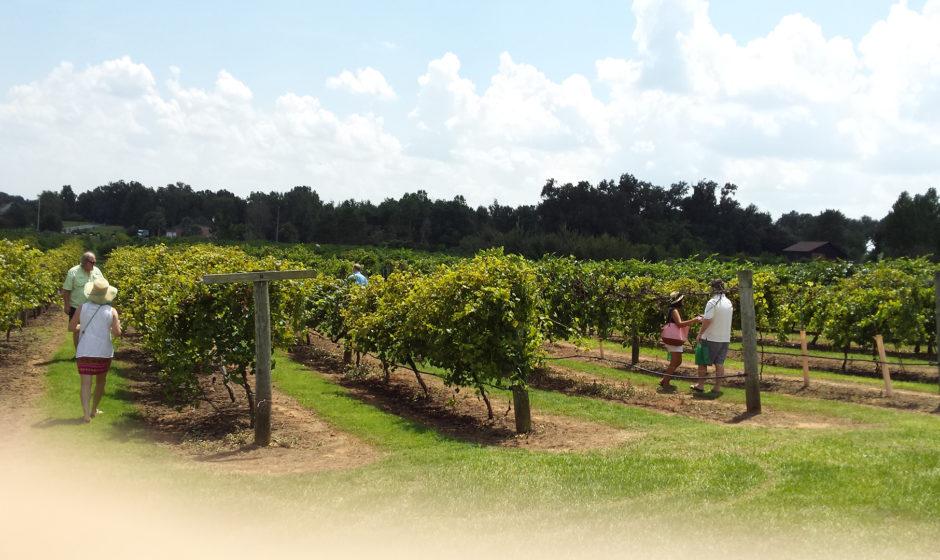 Grape Harvest Festival