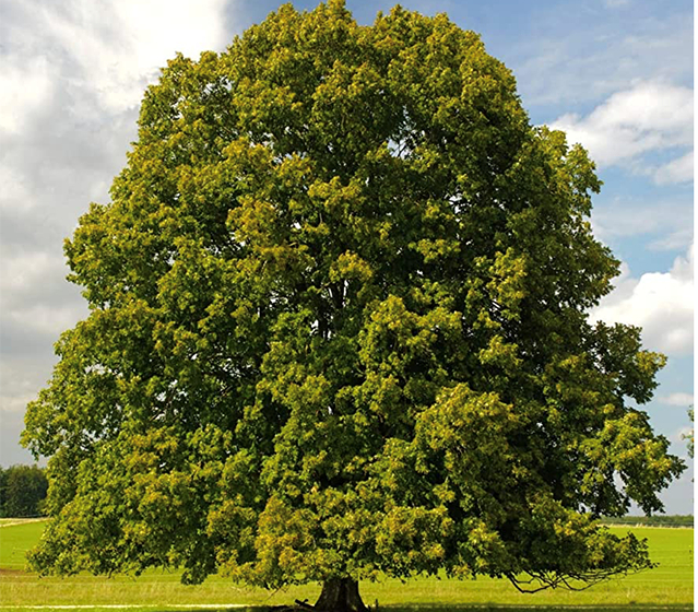 Chestnut Tree