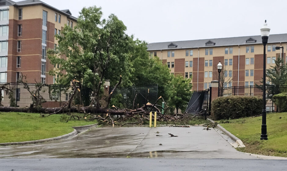 downed tree at the Village