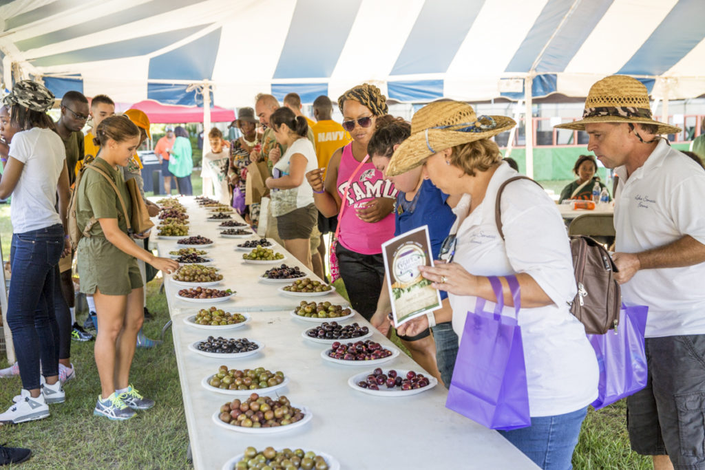 Grape Harvest samples