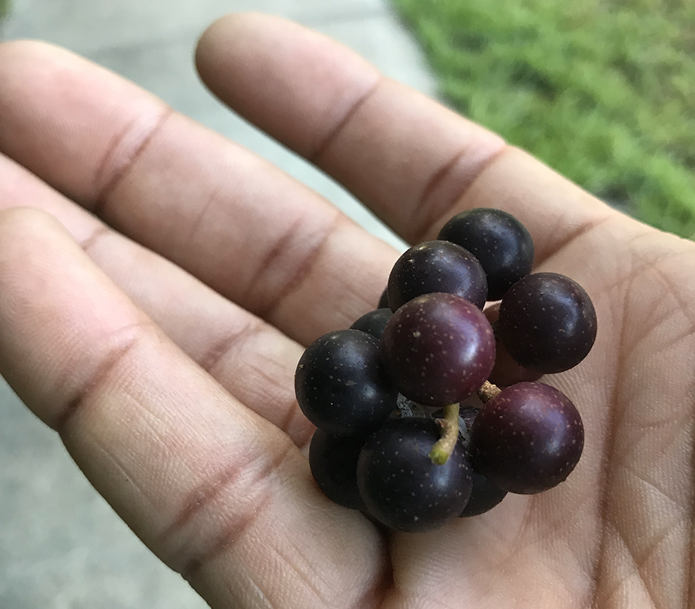 Muscadine Grapes