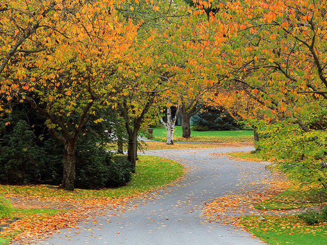 A path through trees with orange leaves in a park