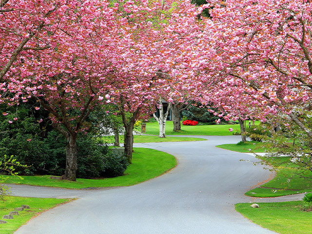 A path through trees with pink leaves in a park