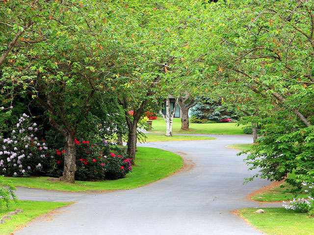 A path through trees with green leaves in a park